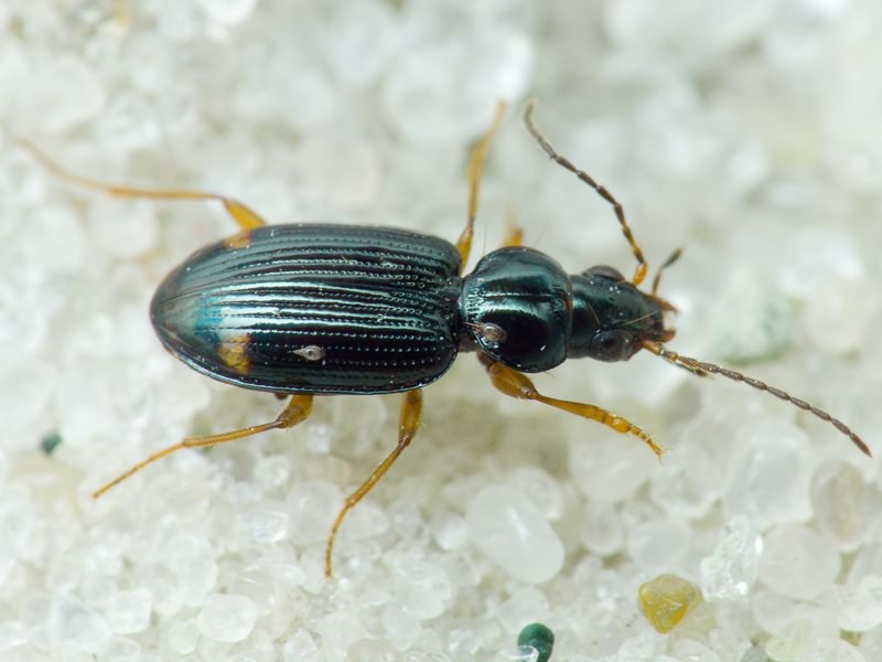 Bembidion Latreille, 1802